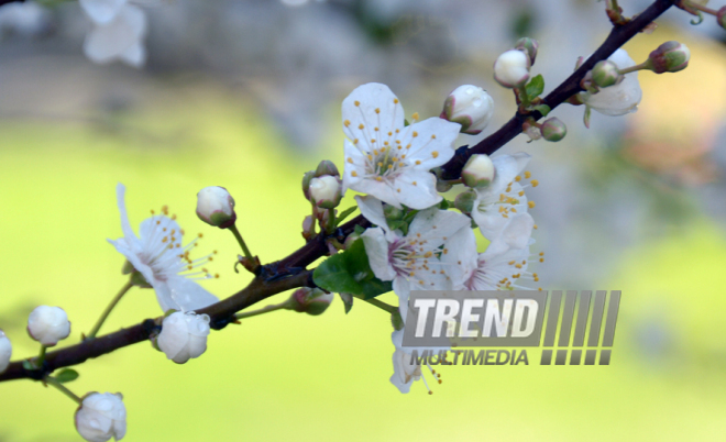 Spring in Baku. Azerbaijan, Baku, 20 apr. 2016